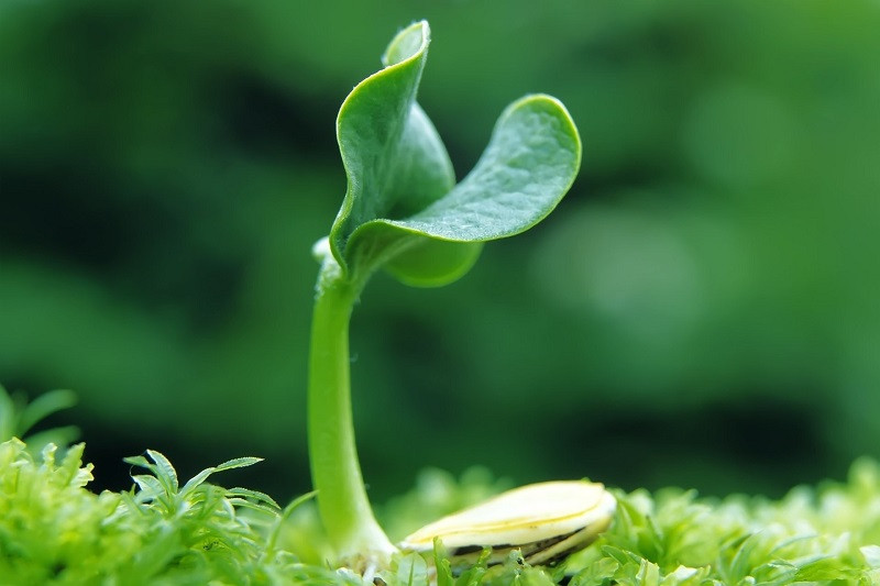 Một lá cây non mọc lên từ thân cây già, thể hiện sự tiếp nối