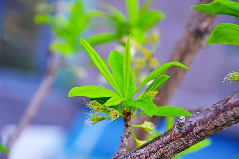 Chồi cây mới nhú với những giọt sương đọng trên lá, tượng trưng cho sự tinh khiết