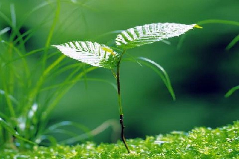 Cành cây nhỏ với những lá non mềm mại, tươi tắn trong ánh nắng