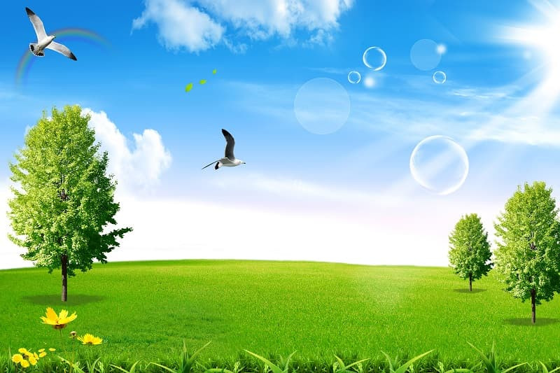 Những hàng cây cao vút, thân thẳng tắp tạo thành lối đi trong rừng sâu