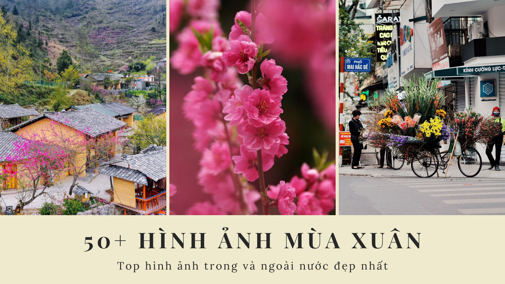 Phong cảnh thiên nhiên mùa xuân tươi mới với cây cỏ xanh mướt và bầu trời trong xanh
