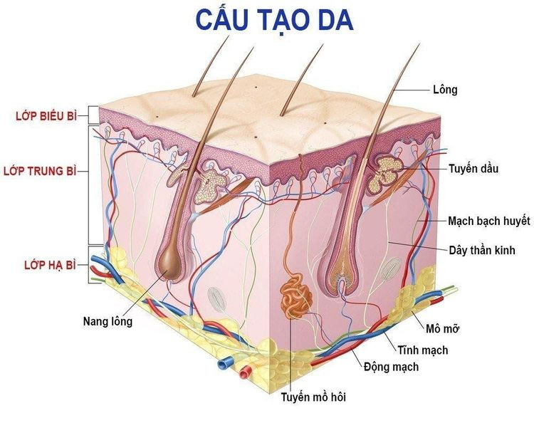 Hình ảnh giải phẫu cấu tạo các lớp da người, minh họa vị trí viêm mô tế bào