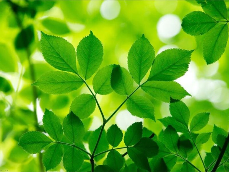 Hình ảnh màu xanh lục với các sắc độ khác nhau và ý nghĩa riêng biệt