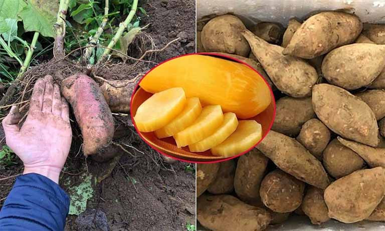 Củ sâm đất tươi ngon, giàu dinh dưỡng và dược tính