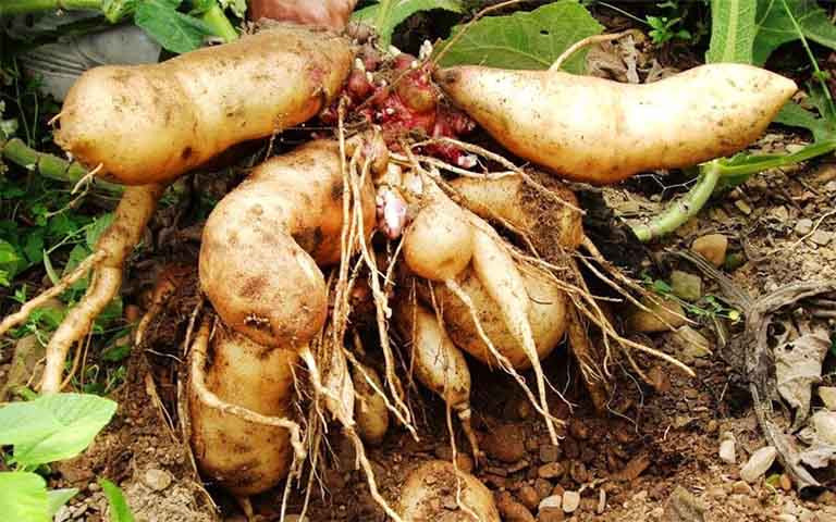 Sâm đất với đa dạng công dụng như hoạt huyết, giải độc gan thận