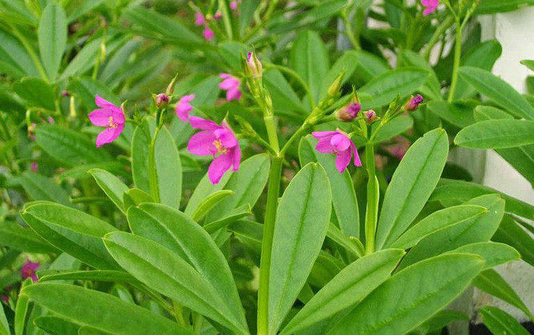 Hình ảnh tổng quan cây sâm đất với lá xanh mướt và thân leo
