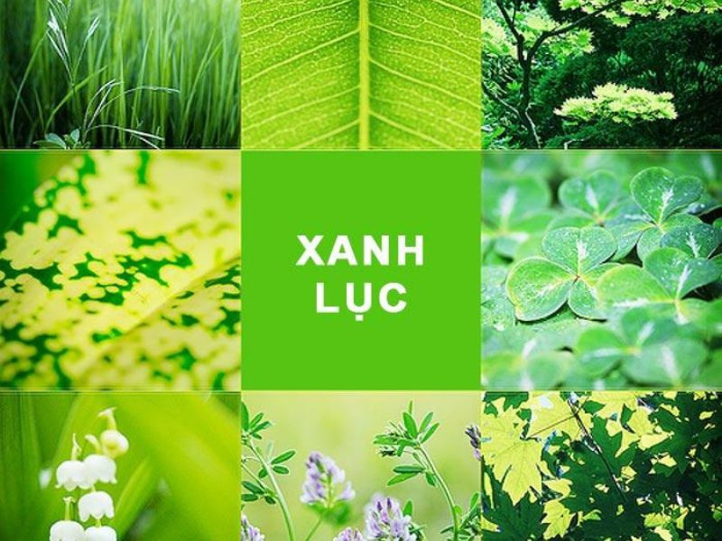 Hình ảnh màu xanh lục trong tự nhiên, biểu tượng của sự sống và tươi mới