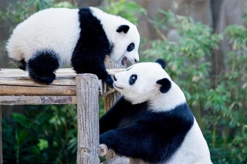 Gấu trúc mẹ đang ôm chặt gấu con vào lòng