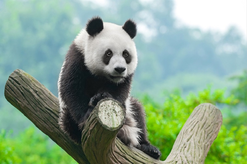 Gấu trúc con đang vui đùa trên cây, với vẻ mặt đáng yêu