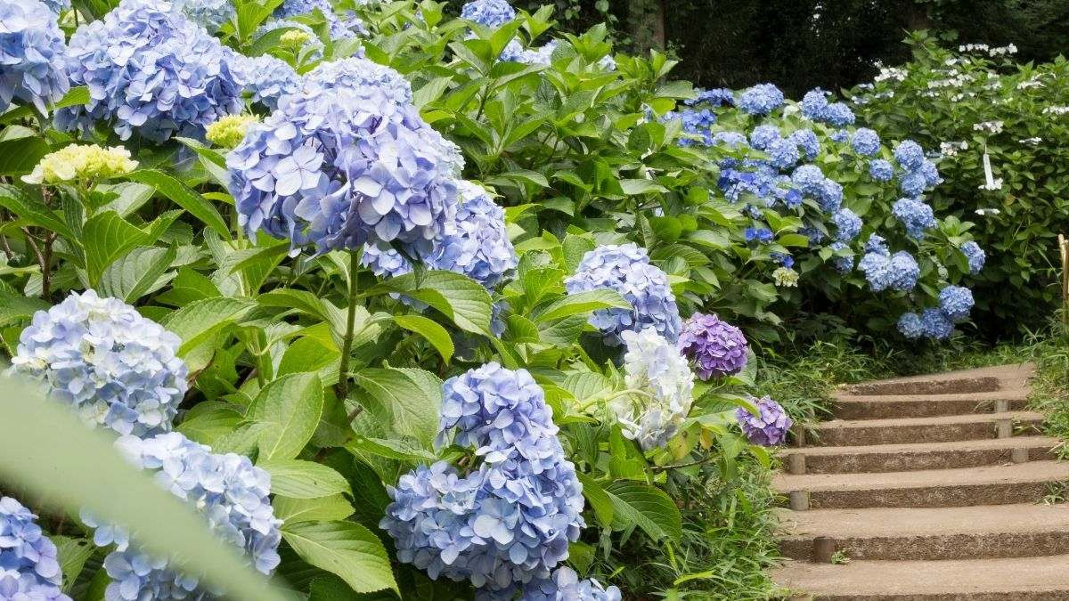 Bông cẩm tú cầu tím biếc nở rộ mang theo nhiều ý nghĩa đẹp