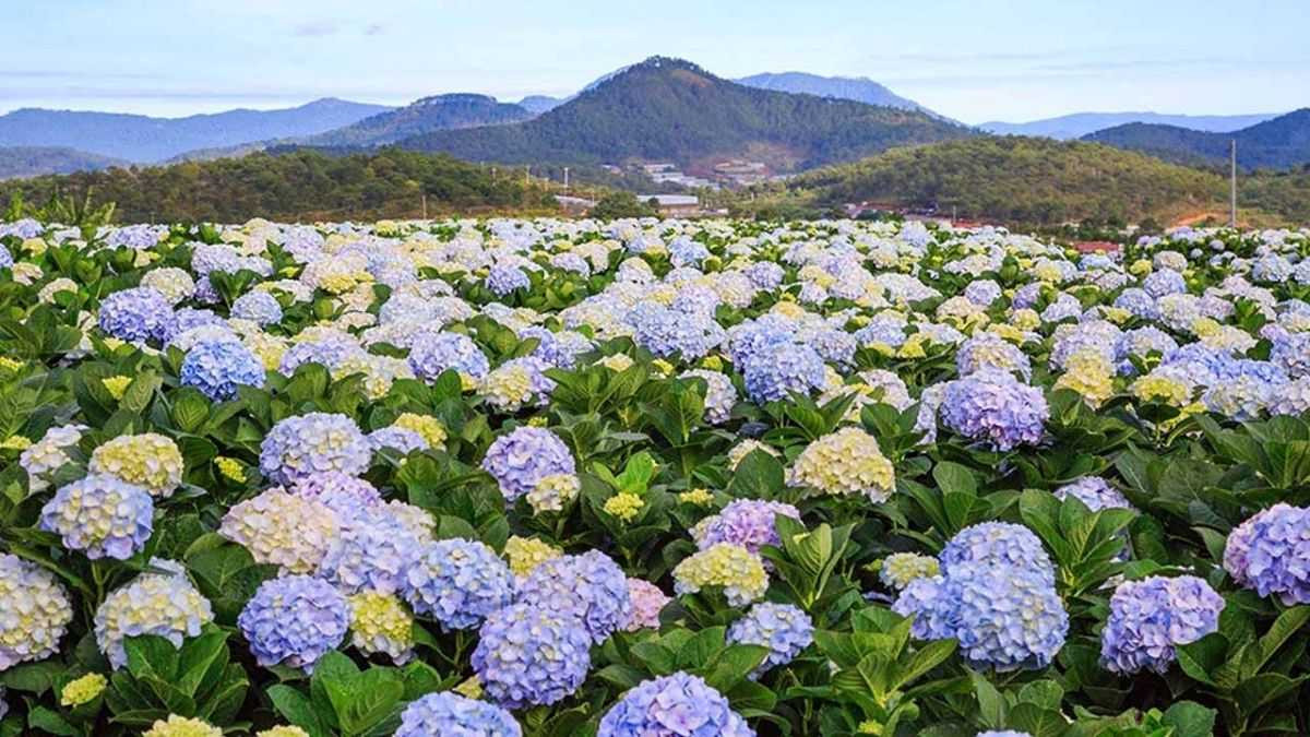 Cánh đồng hoa cẩm tú cầu bạt ngàn khoe sắc ở Đà Lạt