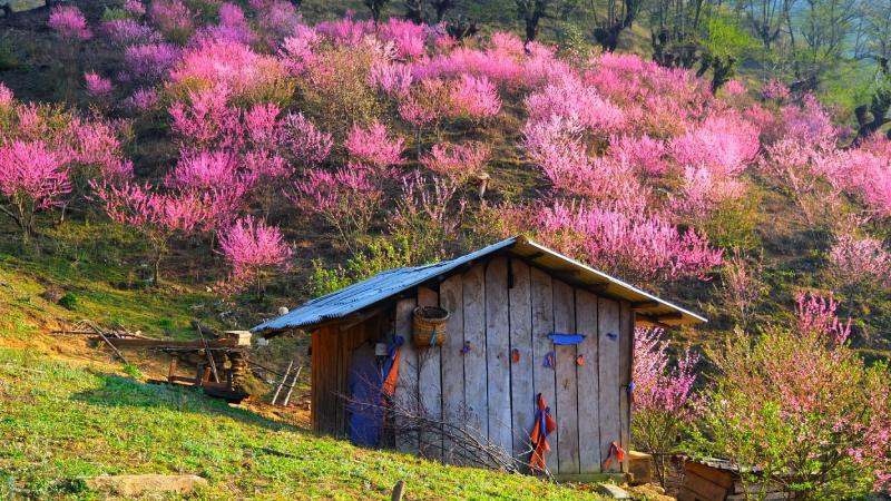 Khung cảnh yên bình với những cây đào rừng nở rộ trên đồi