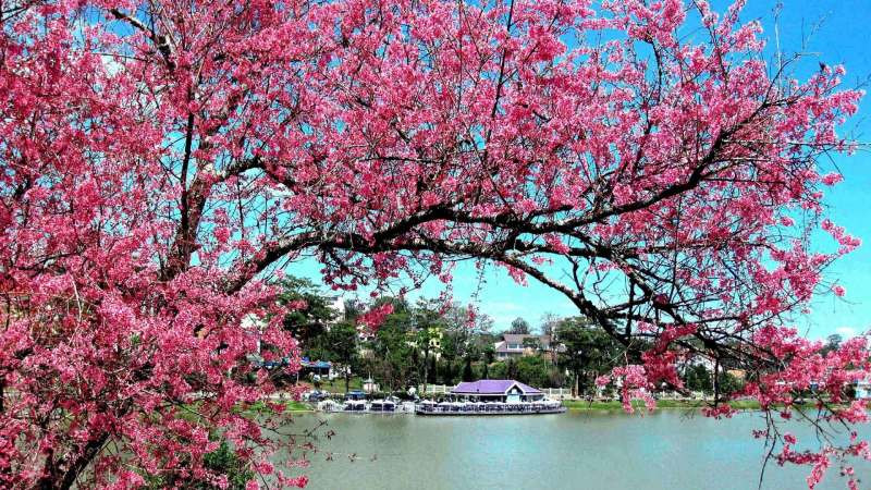 Cành đào lớn được trưng bày ở không gian ngoài trời, cổng nhà