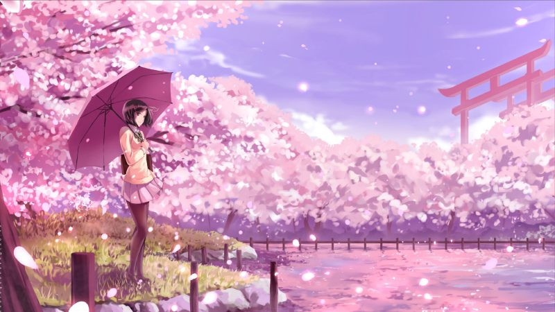Những cánh đào anime rơi lãng đãng, tạo nên khung cảnh thơ mộng