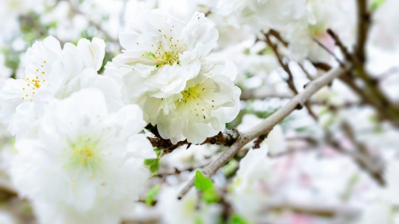 Đào bạch nở trắng giữa núi rừng, tạo nên vẻ đẹp tinh khôi