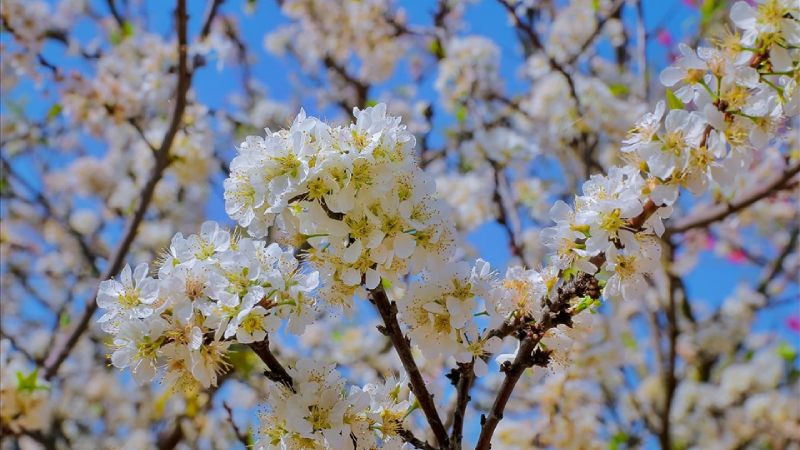 Khung cảnh đào bạch nở trắng xóa, như tuyết phủ giữa mùa xuân