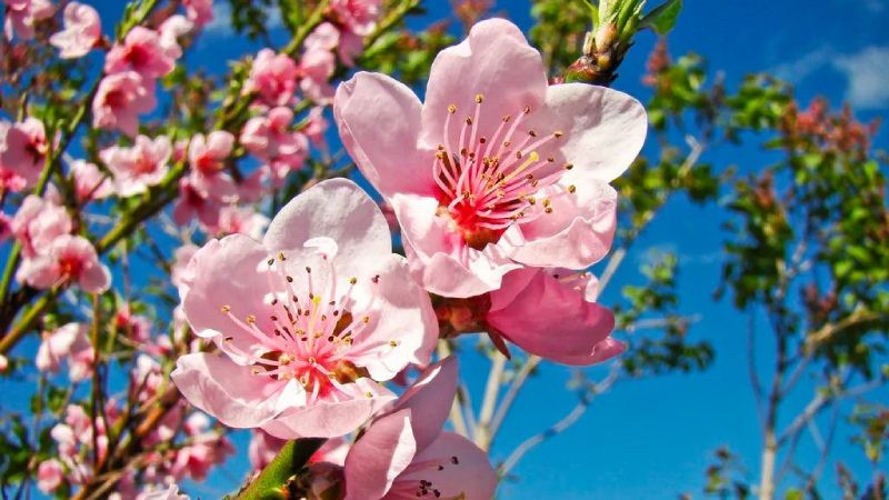 Người dân đang lựa chọn cành đào bích tươi tắn cho ngày Tết