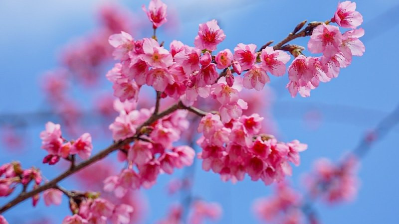 Vườn đào rừng bạt ngàn sắc hồng giữa khung cảnh thiên nhiên hùng vĩ