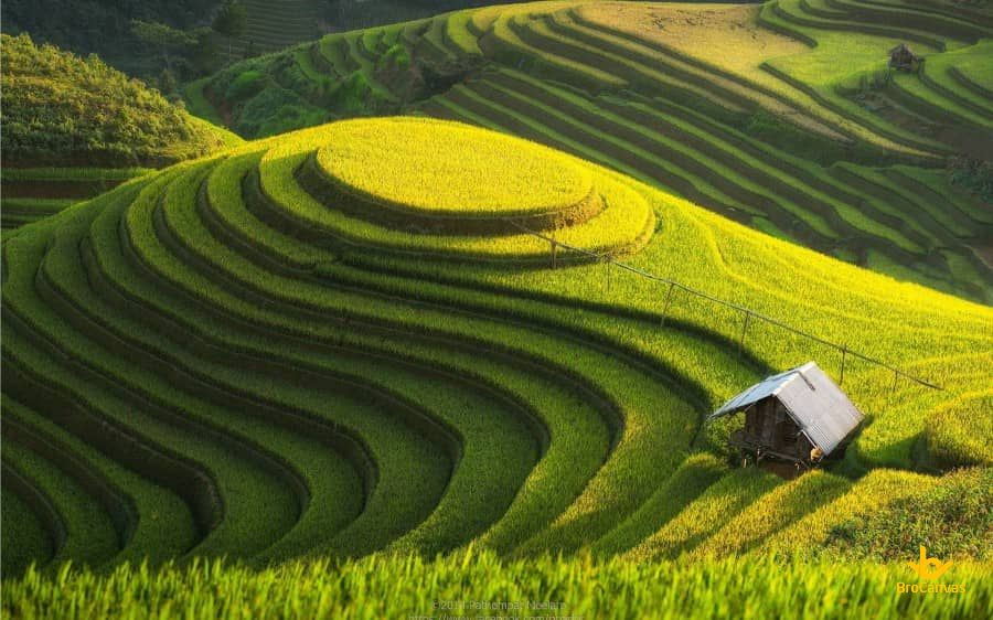 Ngôi nhà nhỏ đơn sơ giữa ruộng bậc thang
