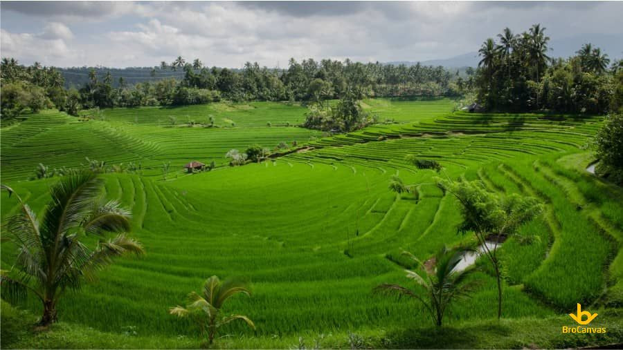 Phong cảnh ruộng bậc thang đẹp mê hồn