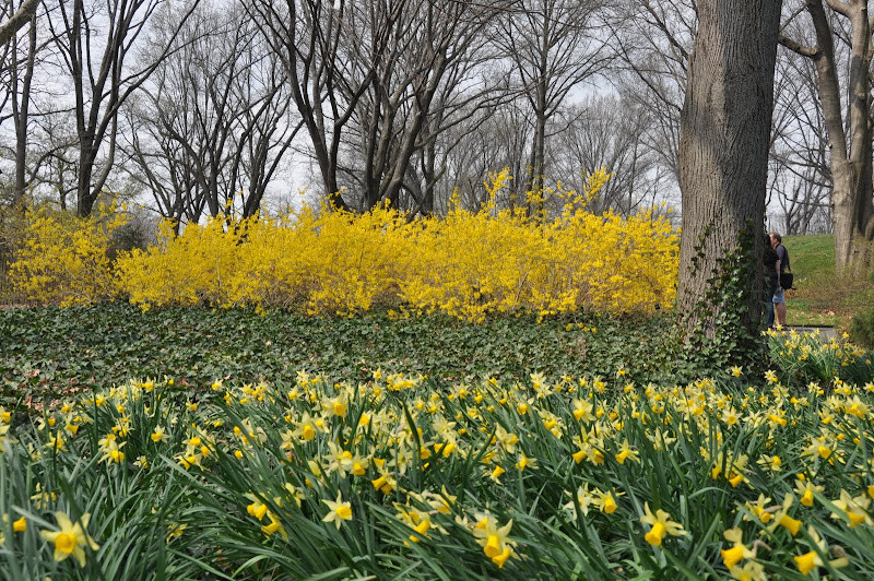 Khung cảnh hoa mai Mỹ nở rộ tại New York vào giữa tháng 3