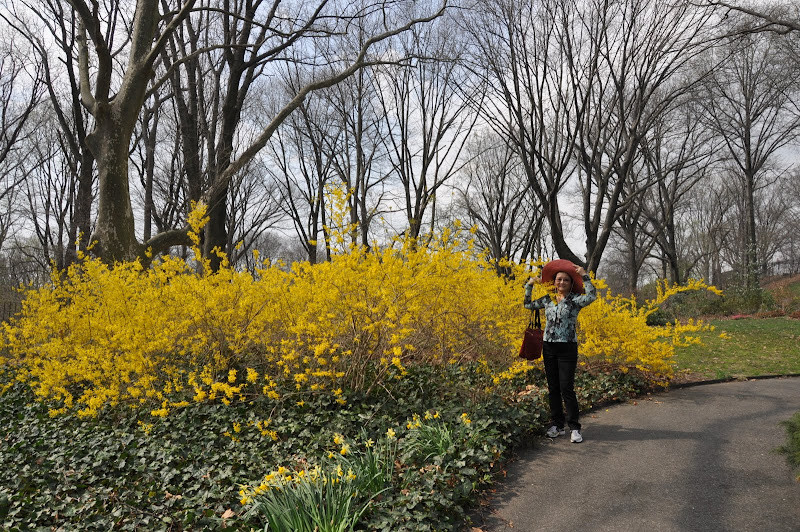 Những bụi hoa mai Mỹ vàng ươm tô điểm cho cảnh sắc New York
