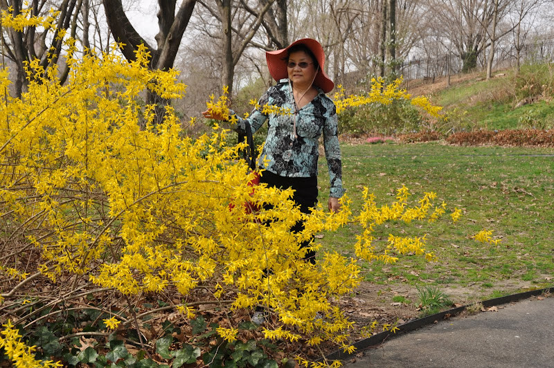 Hoa Forsythia bung nở, báo hiệu mùa xuân đang về trên đất Mỹ