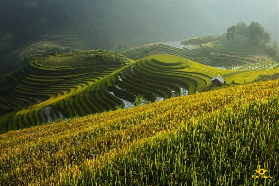 Cánh đồng ruộng bậc thang với vẻ đẹp xanh mướt