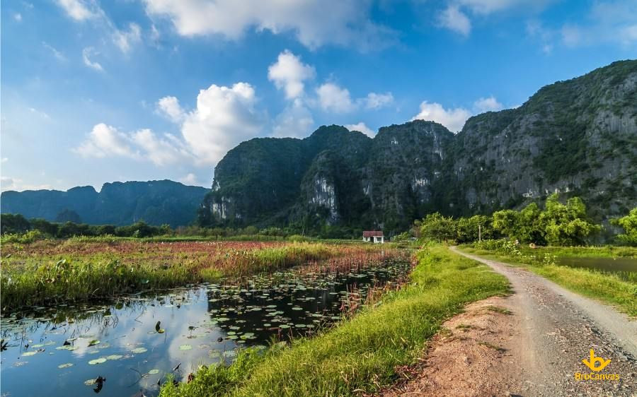 Đầm súng rực rỡ bên con đường làng quen thuộc