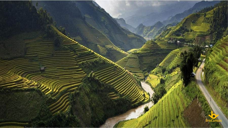 Ruộng bậc thang uốn lượn trên sườn núi, mùa vàng