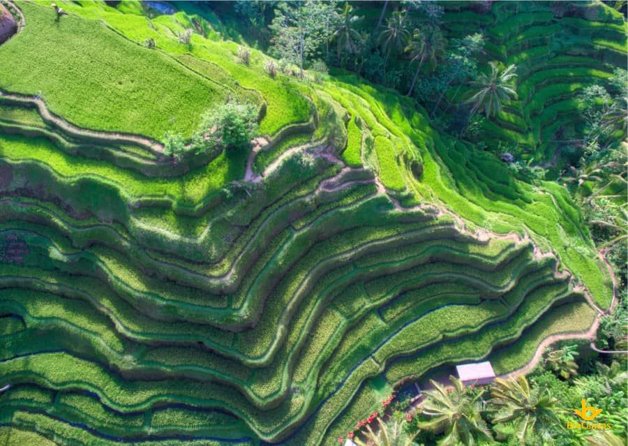 Ruộng bậc thang trải dài trên những ngọn đồi cao