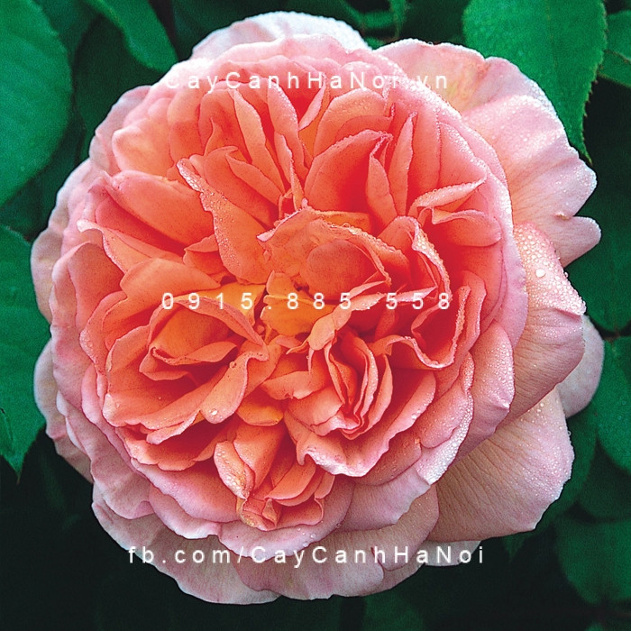 Hoa hồng leo Abraham Darby với tông màu cam hồng độc đáo