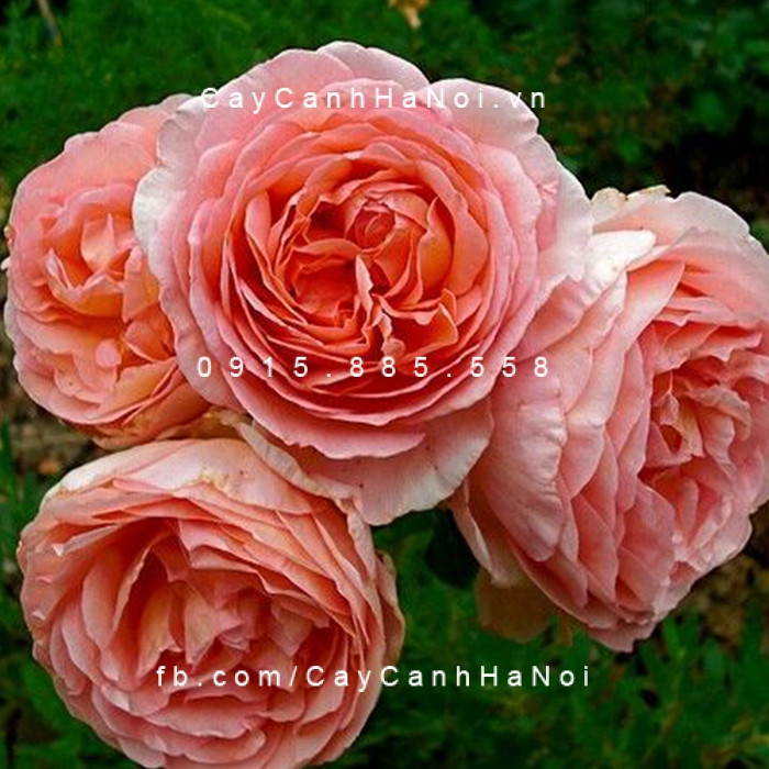 Chùm hoa hồng leo Abraham Darby khoe sắc dưới nắng