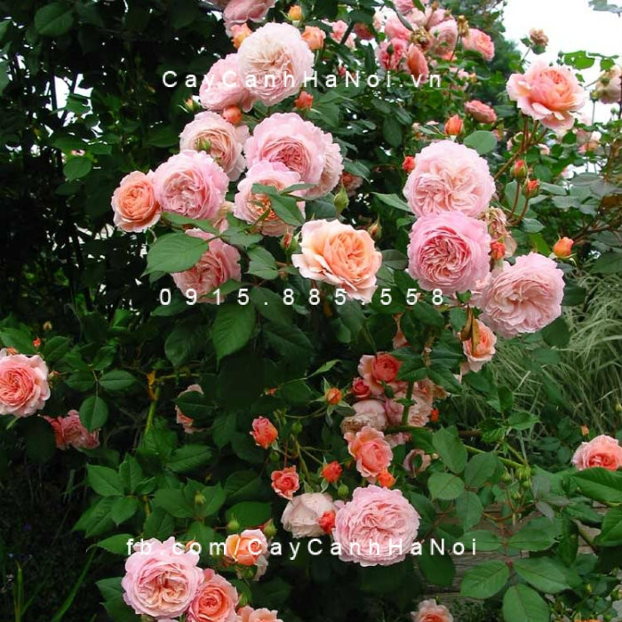 Thân cây hoa hồng leo Abraham Darby đang phát triển