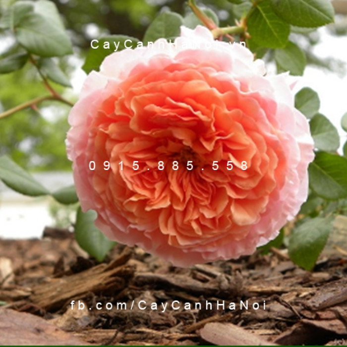 Cánh hoa hồng leo Abraham Darby màu hồng mơ đẹp mắt