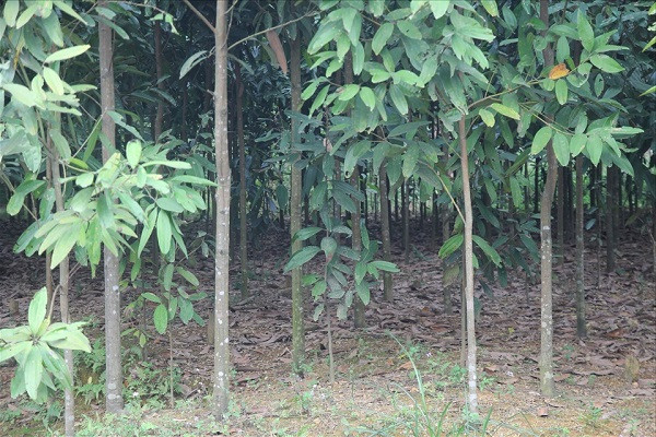 Cây quế xanh tươi với tán lá rậm rạp, thân gỗ vững chãi trong tự nhiên