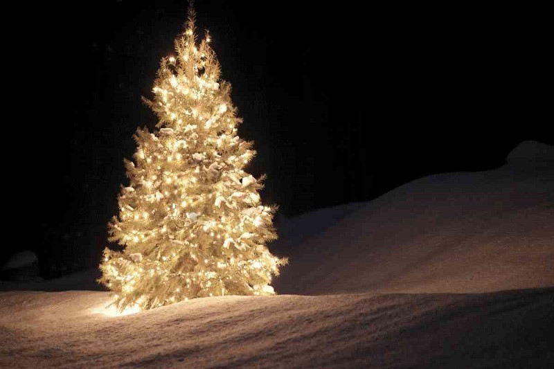 Cây thông Noel được phủ tuyết nhân tạo, gợi cảm giác mùa đông trắng xóa