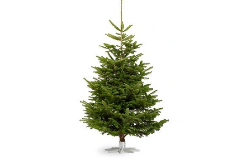 Cây thông Noel thật, xanh tươi và tràn đầy sức sống