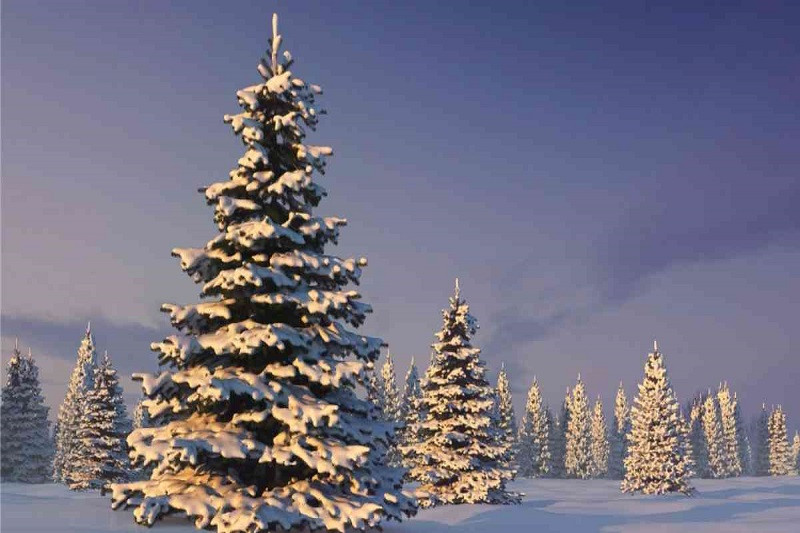 Cây thông Noel cao lớn, rực rỡ ánh đèn và quả châu tại một quảng trường