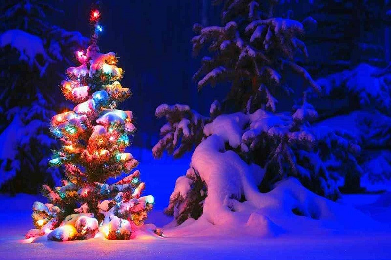 Một cây thông Noel khổng lồ được trang trí công phu giữa không gian đô thị
