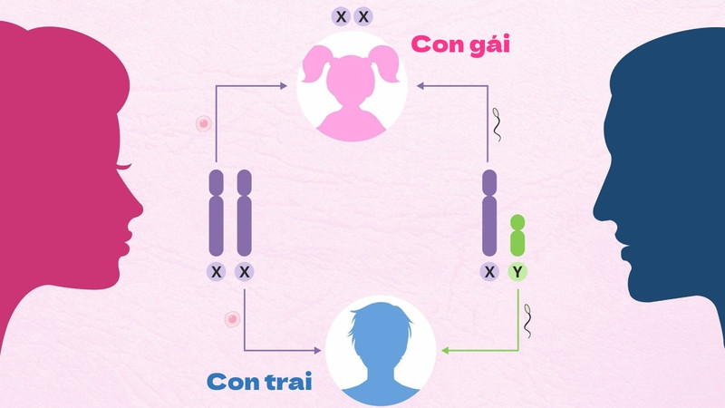 Giới tính thai nhi được quyết định bởi cặp nhiễm sắc thể XX hoặc XY