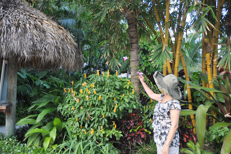 Resort nơi du khách lưu trú ở North Miami Beach, với những hàng dừa xanh mát