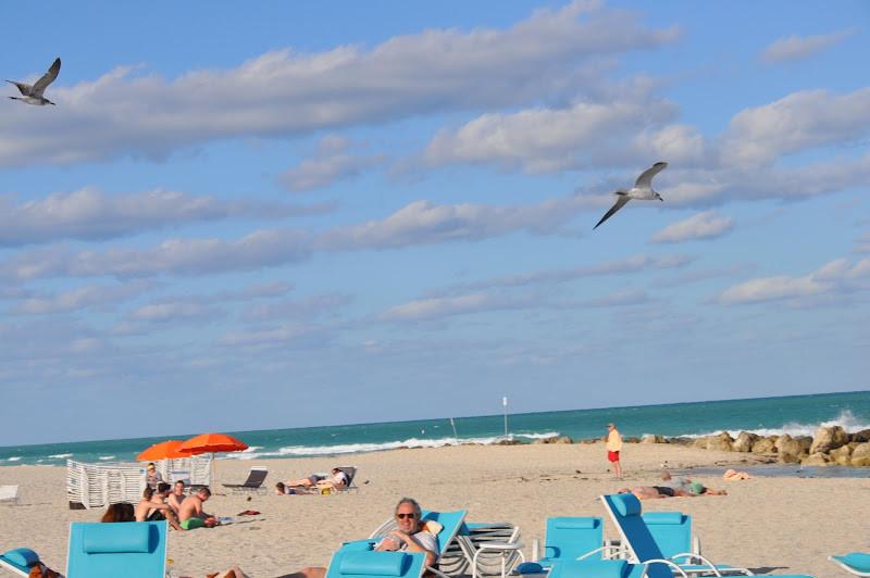 Hải âu bay lượn trên bầu trời xanh của Miami Beach