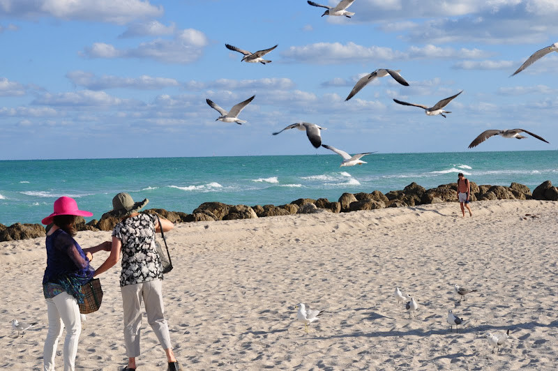 Bầy chim hải âu bay lượn trên bãi biển Miami Beach vào một ngày cuối đông