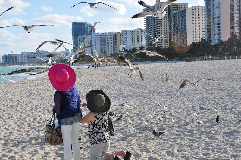 Hải âu đậu gần du khách trên cát vàng ở Miami Beach