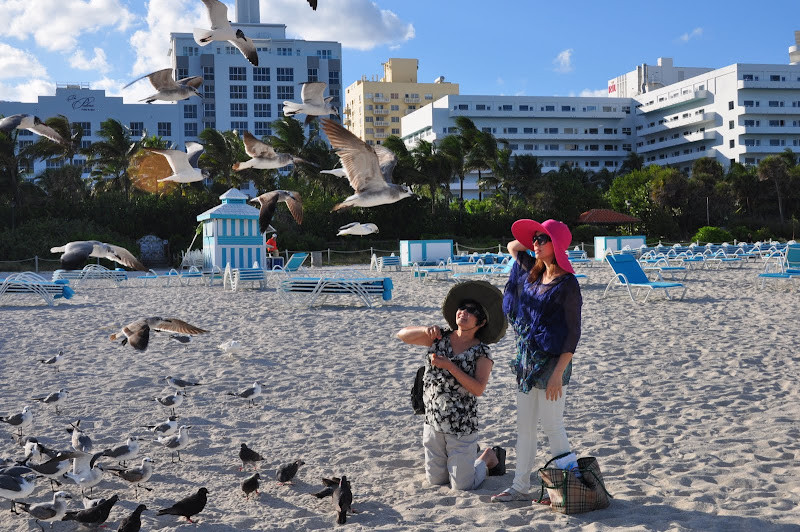 Hải âu bay lượn trên bãi biển Miami Beach vào buổi sáng sớm
