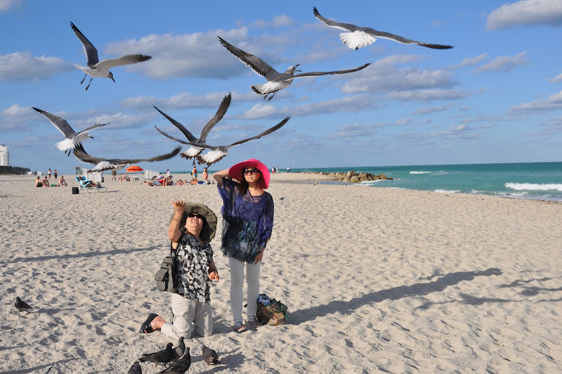 Khách du lịch vui vẻ trên bãi biển Miami Beach với đàn hải âu vây quanh