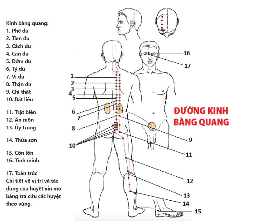 Đường kinh Bàng quang chạy từ mắt lên lưng và dọc mặt sau chân