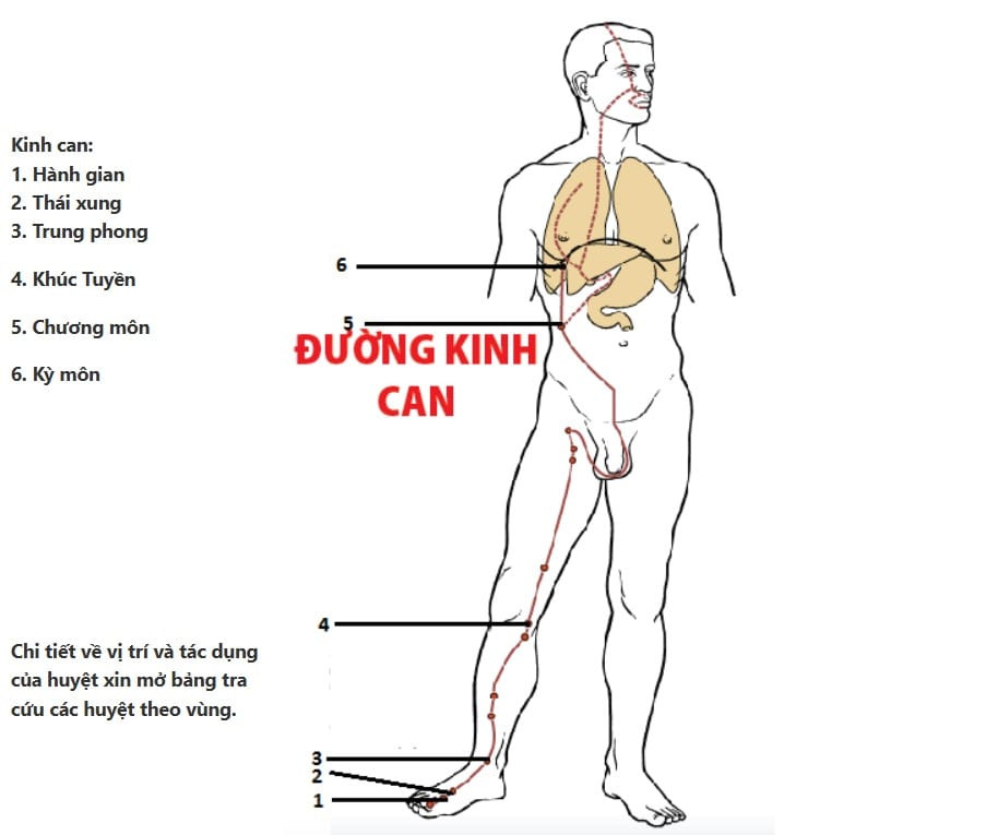 Đường kinh Can ở chân, từ ngón cái lên vùng bụng và ngực