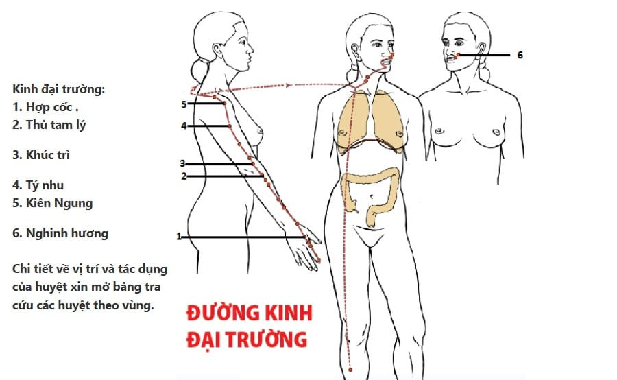 Đường kinh Đại trường bắt đầu từ ngón trỏ lên vai và mặt